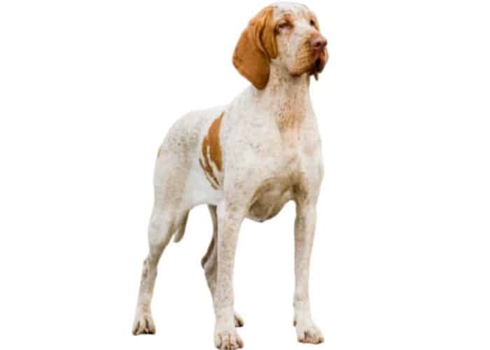 13 Amazingly Unique Italian Dog Breeds (FAMOUS ITALIAN DOGS) 10 Bracco Italiano photographed against a white background