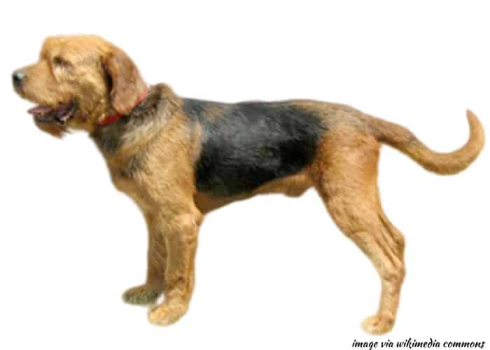 3 BULGARIAN DOG BREEDS: Lovelier Than Bulgarian Roses 2 Bulgarian Hound standing on white background