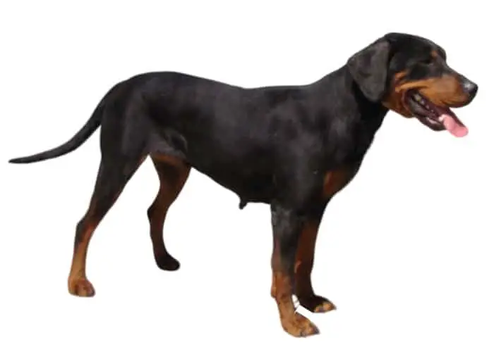3 BULGARIAN DOG BREEDS: Lovelier Than Bulgarian Roses 4 Bulgarian Scenthound standing on white background