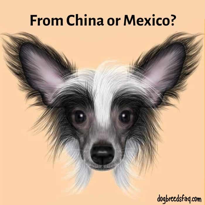 5 (Vintage) Mexican Dog Breeds: More Famous Than Tequila 10 Chinese Crested dog with from china or mexico sign