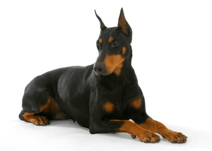 Top 10 MOST POPULAR Dog Breeds In The Philippines ( 2023 ) 10 German shepherd dog lying on white background