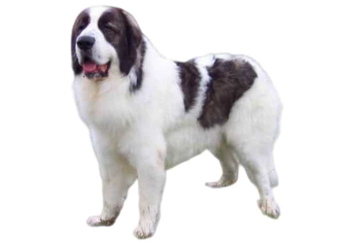 3 BULGARIAN DOG BREEDS: Lovelier Than Bulgarian Roses 6 Karakachan dog standing on white background