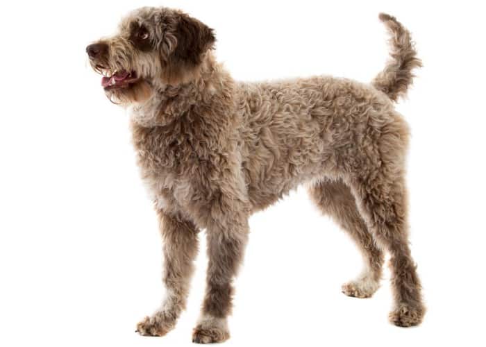 13 Amazingly Unique Italian Dog Breeds (FAMOUS ITALIAN DOGS) 26 LAGOTTO ROMAGNOLO standing in front of white background