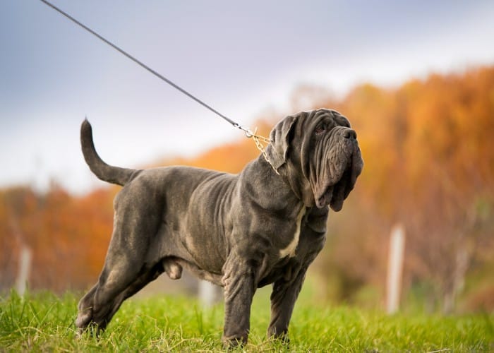 13 Amazingly Unique Italian Dog Breeds (FAMOUS ITALIAN DOGS) 19 Neapolitan Mastiff on leash in the park