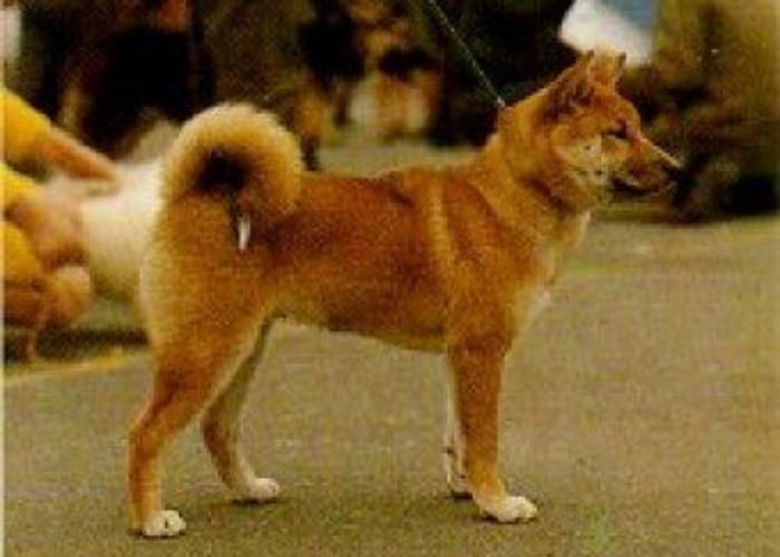 13 Popular Japanese Dog Breeds (Land Of The Rising Sun Dogs) 38 Sanshu Inu dog breed in the park