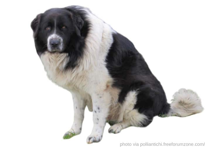 13 Amazingly Unique Italian Dog Breeds (FAMOUS ITALIAN DOGS) 14 Sicilian Shepherd dog photographed against a white background