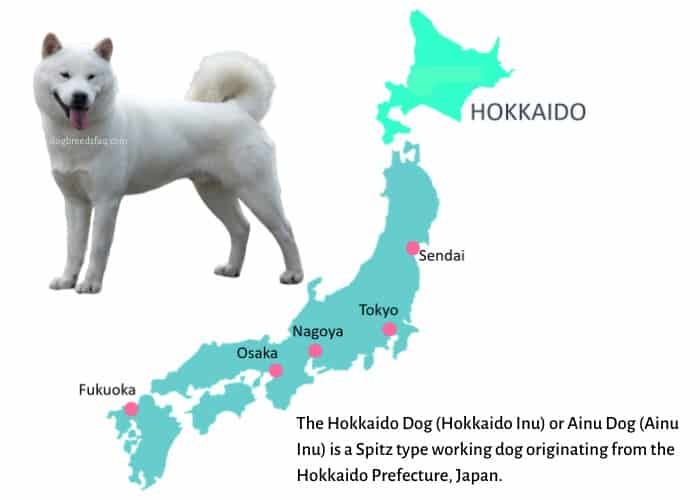 The Hokkaido Dog origin