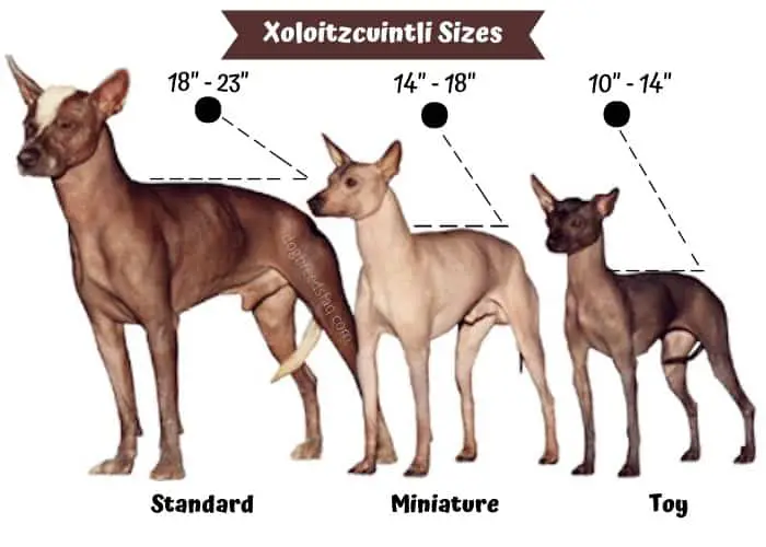 3 Xoloitzcuintli sizes