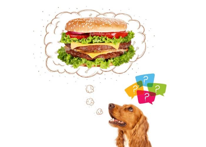 hund tänker på en cheeseburger illustration