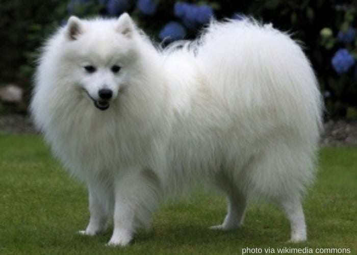 13 Popular Japanese Dog Breeds (Land Of The Rising Sun Dogs) 9 japanese spitz on the lawn