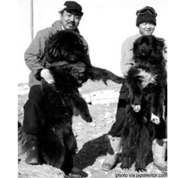 13 Japanese Dog Breeds List (POPULAR Dogs In Japan) 28 sakhalin Husky dogs Taro and Jiro