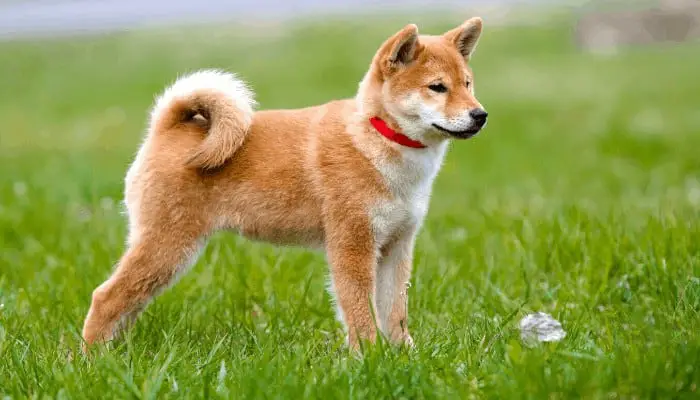 13 Popular Japanese Dog Breeds (Land Of The Rising Sun Dogs) 24 shiba inu standing on the lawn looking to its left side