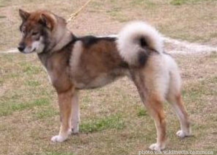 13 Popular Japanese Dog Breeds (Land Of The Rising Sun Dogs) 33 shikoku dog on leash standing on dry ground