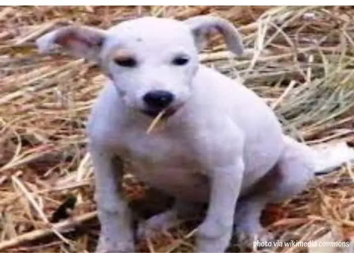white chamuco puppy in a dry grass