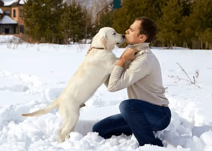 young male labrador retriver with owner during winter
