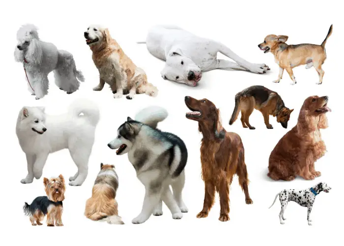 12 dog breeds