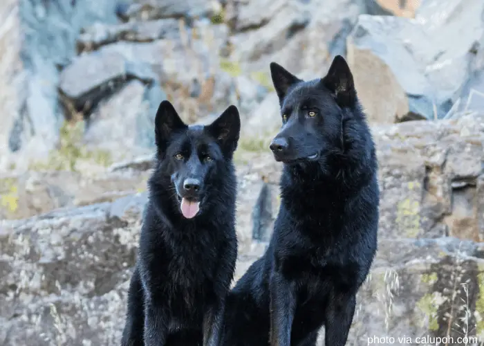 5 (Vintage) Mexican Dog Breeds: More Famous Than Tequila 21 2 mexican wolfdogs outdoor