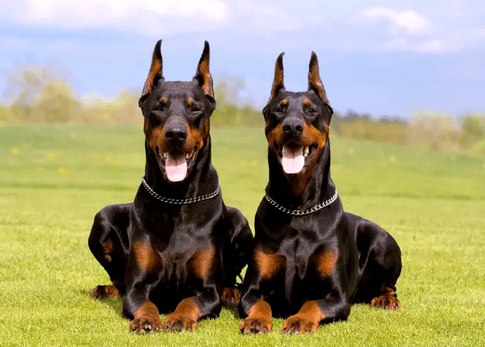 Doberman Pinscher: Best Guard Dog For Your Family 2 2 Doberman Pinscher dogs in the park
