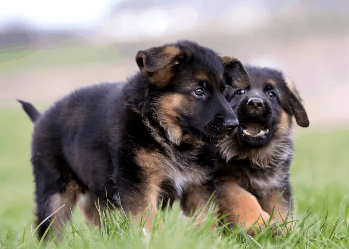 2 German shepherd puppies playing