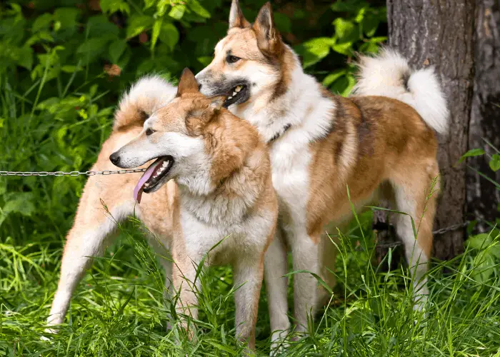 2 Laika dog breeds in the forest