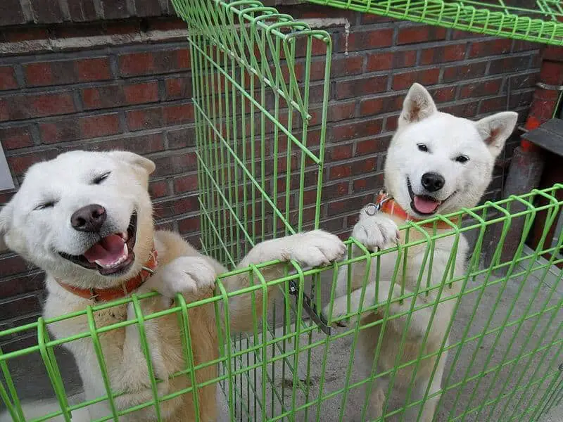2 Pungsan dog breeds inside a green crate