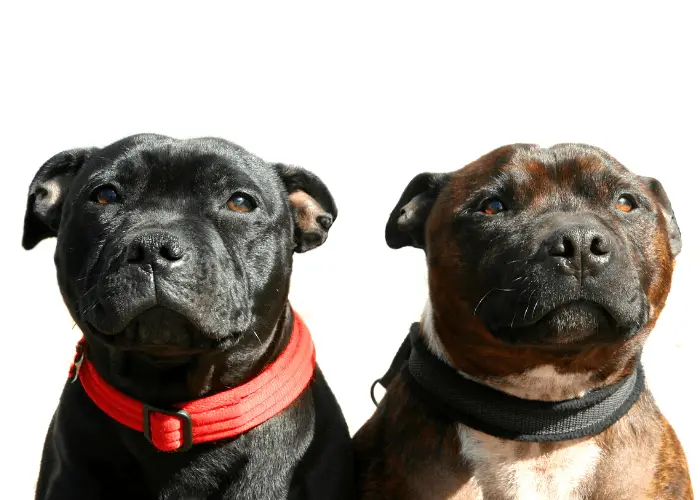2 Staffordshire bull terrier dogs with colored collars