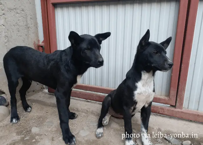Top 10 Cute Dog Breeds Native to India 4 2 Tangkhul Hui dogs