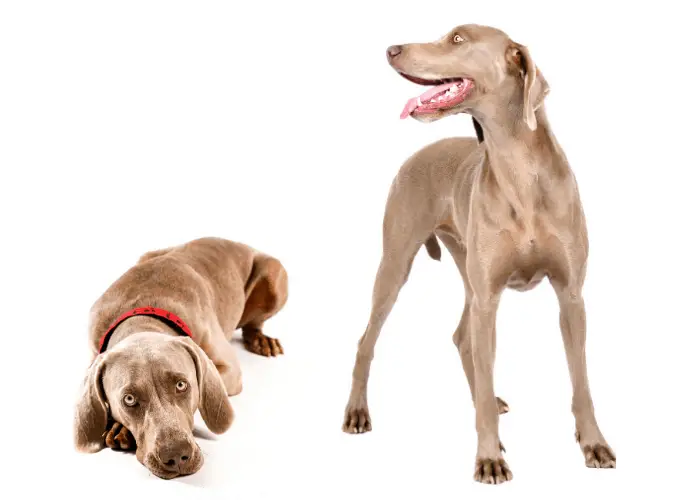 9 Dogs that Look Like Dobermans 10 2 Weimaraner dogs on a white background