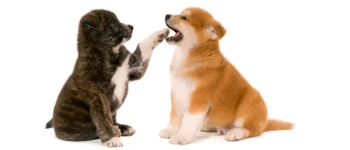 can a akita and a sapsali be friends