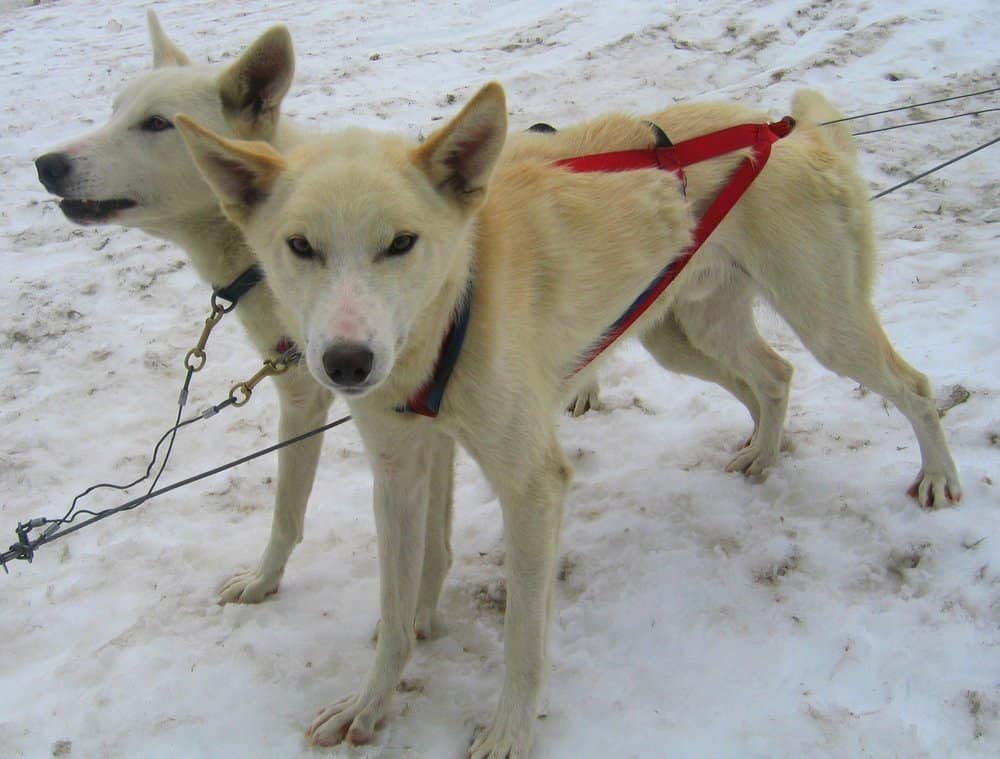 2 alaskan huskies ready for sledding