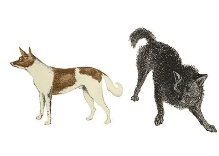 5 Argentinian Dog Breeds 3 2 artist interpretations of Fuegian Dog