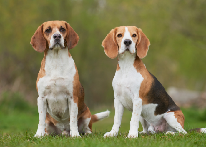 Why Beagles Are the Worst Dogs: A Myth Debunked 4 2 beagles in the backyard