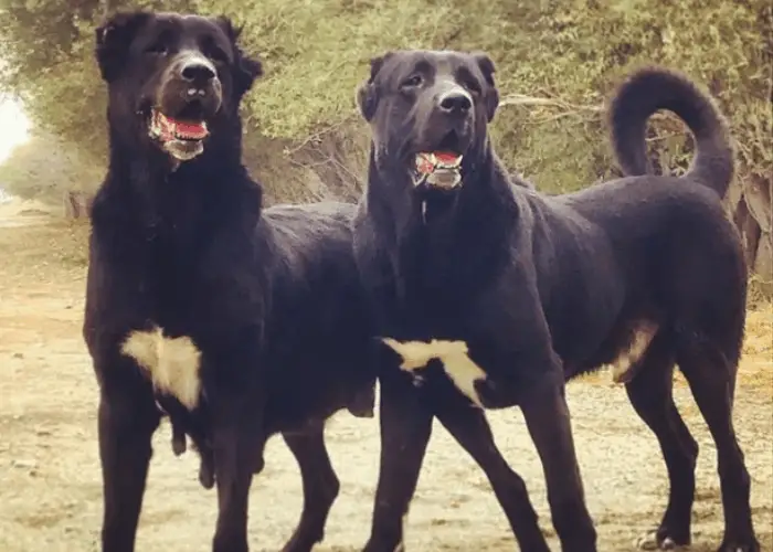 2 black sarabi dogs