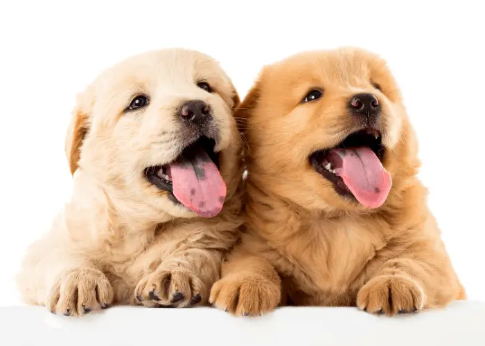 Why Chow Chows Have Blue-Black Tongues 3 2 chow chow puppies on white background