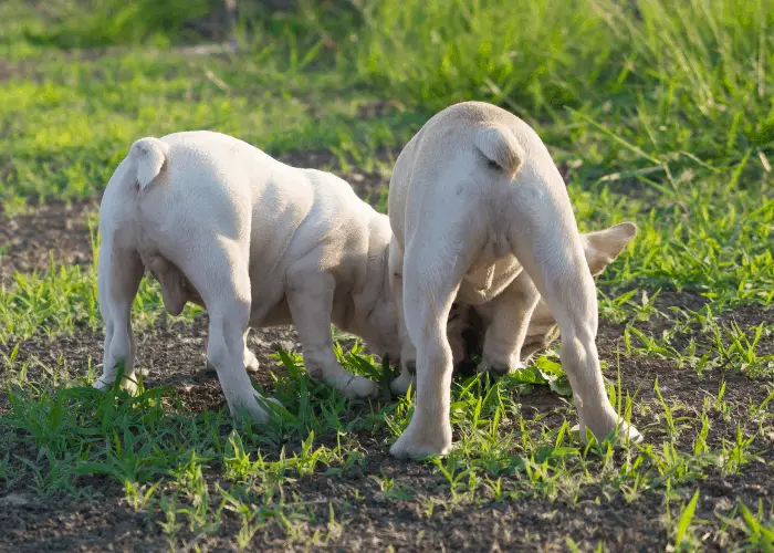 2 french bulldogs playing on the ground 
