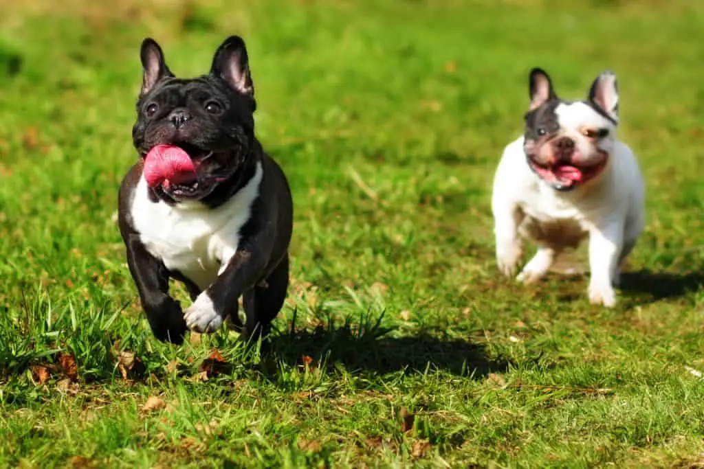 27 DETAILED French Bulldog Pros and Cons ( My Experience ) 13 2 french bulldogs running on the lawn