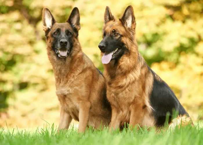 2 german shepherd dogs on the lawn