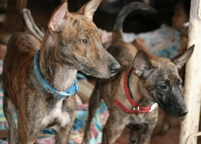 The Philippine Witch Dog (Asong Gubat): A Myth or Reality? 4 2 philippine witch dog breeds looking at something