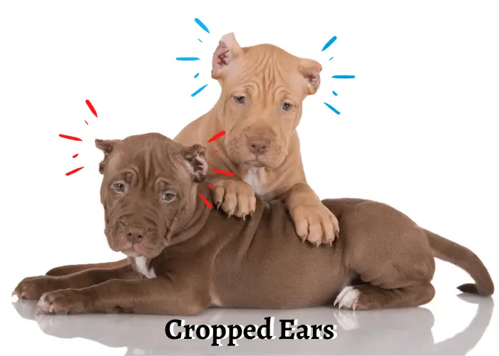7 Reasons Why Pit Bull's Ears Stand Up 10 2 pit bull puppies with cropped cropped Ears
