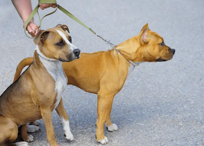 2 protective pit bulls on leash with owner