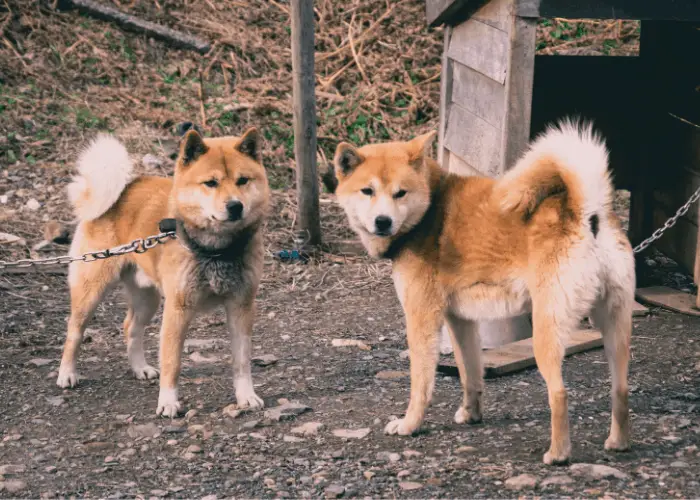 2 shiba inu dogs on leash