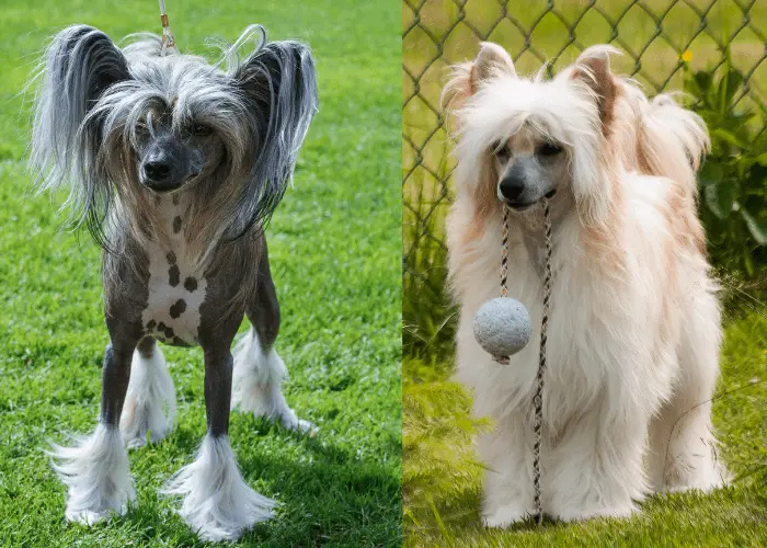 19 Most Popular Asian Dog Breeds ( With HD Photos ) 14 2 types of chinese crested dogs