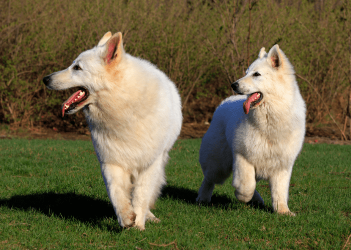 2 white german shepherds walking on the lawn