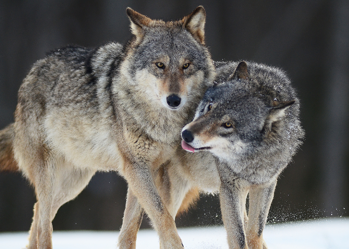 2 wolves in the snow