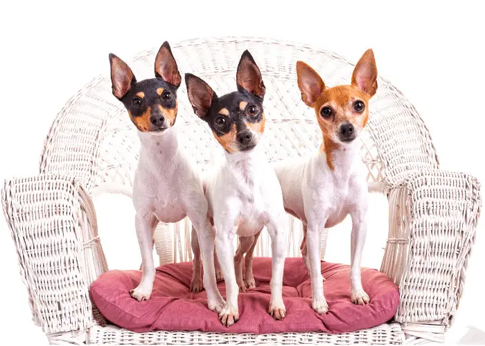 43 Popular United States Dog Breeds 38 3 Toy Fox Terrier dogs standing on a wooden chair