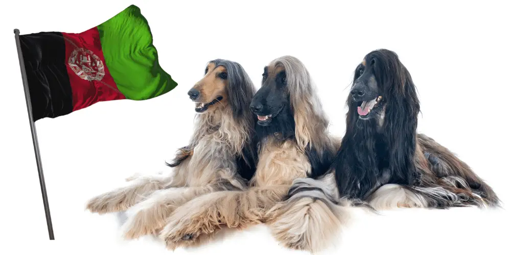 3 afghanistan dog breeds and a flag on white background