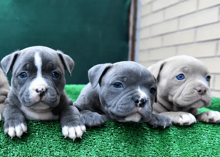 3 blue eyed pit bull puppies 