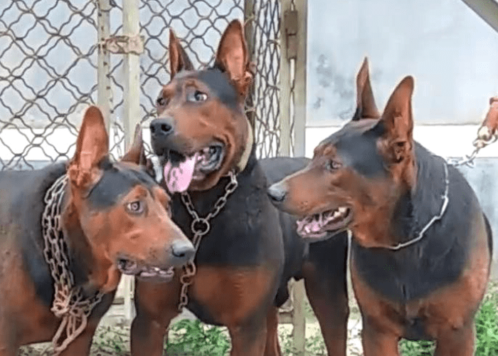 The Protective Chinese Red Dog Breed ( Laizhou Hong ) 9 3 chinese red dogs close up image