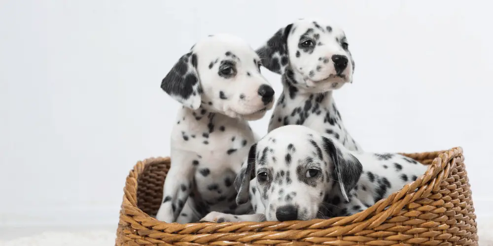 3 dalmatian dog breeds in a basket