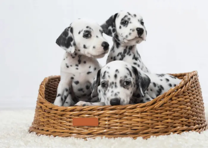 3 dalmatian puppies